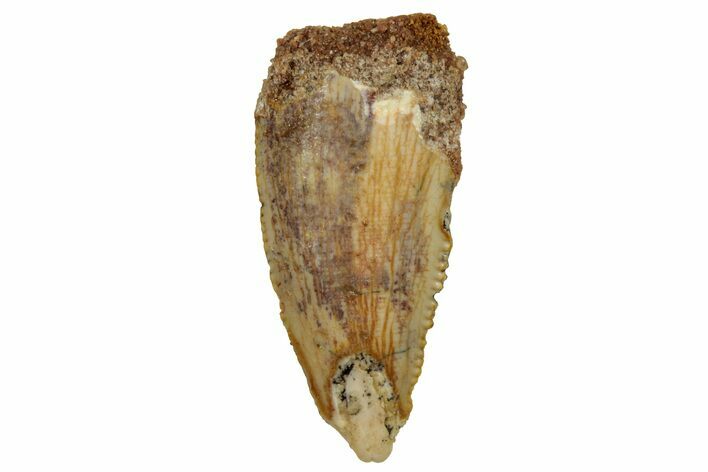 Serrated, Raptor Tooth - Real Dinosaur Tooth #255871